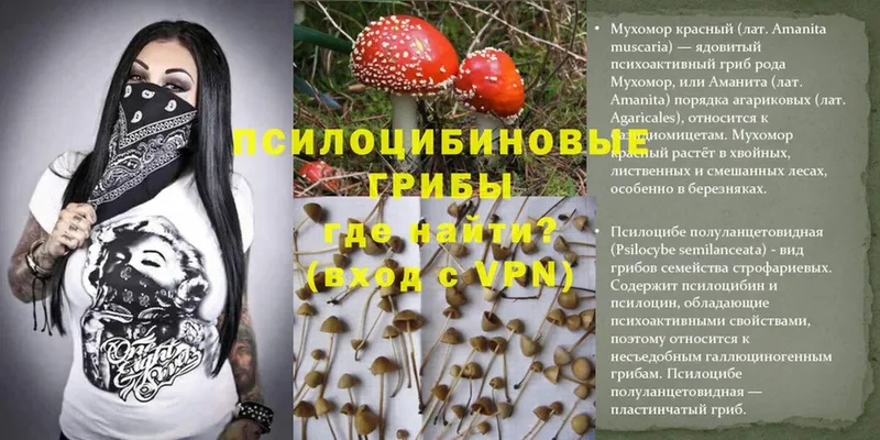 Псилоцибиновые грибы Psilocybe  hydra вход  Бородино 